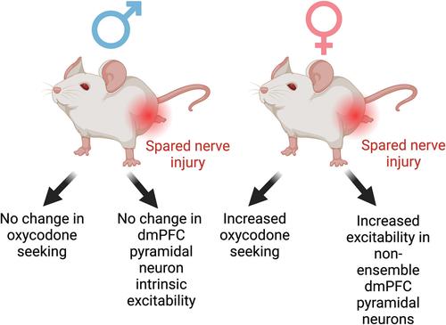 Neuropathic pain has sex-specific effects on oxycodone-seeking and non-drug-seeking ensemble neurons in the dorsomedial prefrontal cortex of mice