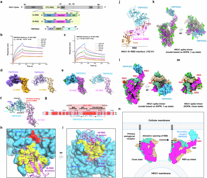 Structural basis for the interaction between human coronavirus HKU1 spike receptor binding domain and its receptor TMPRSS2.