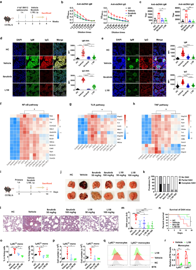 PROTAC for Bruton's tyrosine kinase degradation alleviates inflammation in autoimmune diseases.