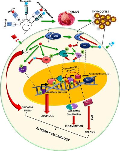 Arsenic-induced transition of thymic inflammation-to-fibrosis involves Stat3-Twist1 interaction: Melatonin to the rescue.