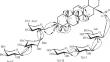 A New Oleanane-Type Triterpene Glycoside from Nephelium lappaceum