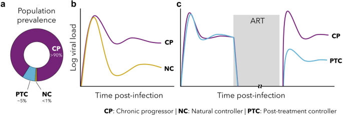 Modelling HIV-1 control and remission.