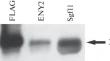 The Drosophila Zinc Finger Protein CG9609 Interacts with the Deubiquitinating (DUB) Module of the SAGA Complex and Participates in the Regulation of Transcription