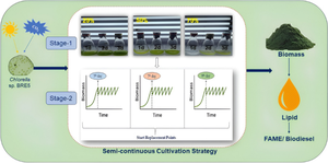 Performance evaluation of Chlorella sp. BRE5 for augmented biomass and lipid production implementing semi-continuous cultivation strategy