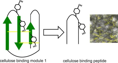 Investigating Cellulose Binding of Peptides Derived from Carbohydrate Binding Module 1.