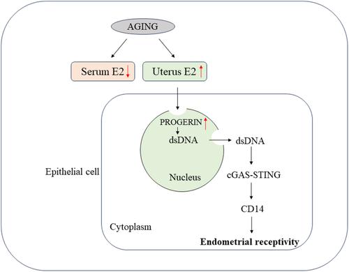 The activation of cGAS-STING pathway causes abnormal uterine receptivity in aged mice.