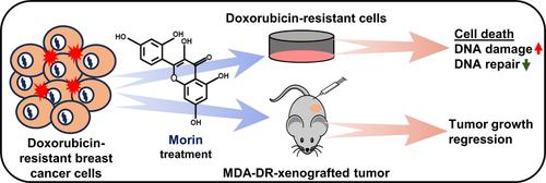 Morin overcomes doxorubicin resistance in human breast cancer by inducing DNA damage and modulating the LKB1/AMPK/mTORC1 signaling pathway.