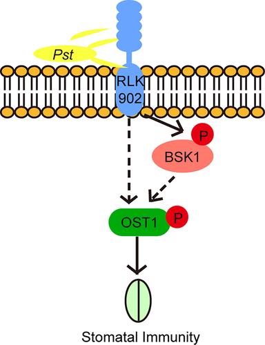 BRASSINOSTEROID-SIGNALING KINASE 1 modulates OPEN STOMATA 1 phosphorylation and contributes to stomatal closure and plant immunity