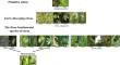 <i>WRKY75</i> regulates anthocyanin accumulation in juvenile citrus tissues.