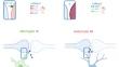 Changes in Neuroimmunological Synapses During Cerebral Ischemia.