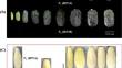 Map-based cloning reveals <i>Cpgp</i> gene encoding an APRR2 protein to regulate the green fruit peel formation in <i>Cucurbita pepo</i>.