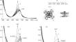 Chemical Generation and Reactivity of Highly Oxidized Oxo-Species of Water-Soluble μ-Carbido Ruthenium(IV) Sulfophthalocyaninate Dimer