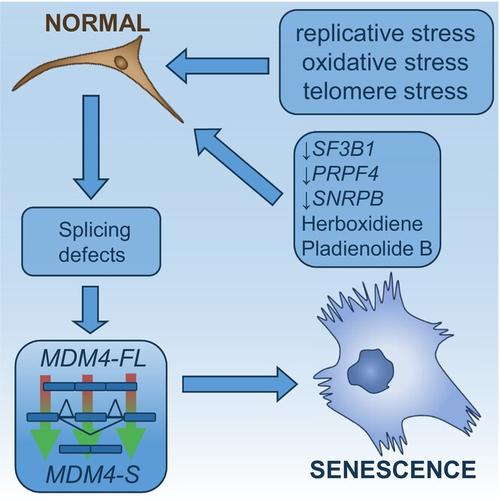 A defective splicing machinery promotes senescence through MDM4 alternative splicing.