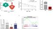 CACNA1H restrains chemotherapy resistance in ovarian clear cell carcinoma cells by repressing autophagy.