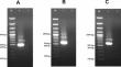 Baculovirus expression and purification of virion core and envelope proteins of goatpox virus to evaluate their diagnostic potential