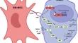 Molecular and cellular mechanisms of chemoresistance in paediatric pre-B cell acute lymphoblastic leukaemia.