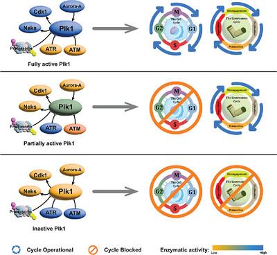 Balancing Plk1 activity levels: The secret of synchrony between the cell and the centrosome cycle