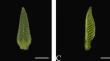 In vitro shoot regeneration system from leaves wrapped by bud scales of a multipurpose tree (Neolamarckia cadamba)