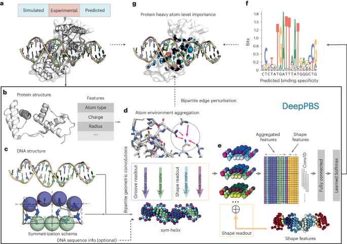 Geometric deep learning of protein–DNA binding specificity