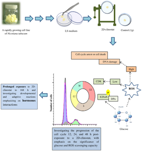 Improved growth andproliferation of cultured tobacco cells after long-period exposure to the 2D-clinostat