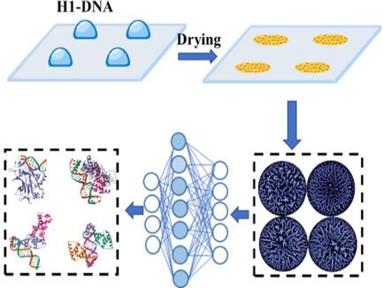 Deep Learning‐Based Classification of Histone–DNA Interactions Using Drying Droplet Patterns