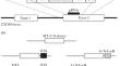 Methods to Increase the Efficiency of Knock-in of a Construct Encoding the HIV-1 Fusion Inhibitor, MT-C34 Peptide, into the CXCR4 Locus in the CEM/R5 T Cell Line