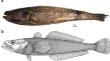 Osteology provides insight into the biology of the enigmatic Antarctic notothenioid fish Gvozdarus svetovidovi