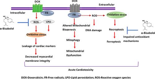 α-Bisabolol: A Dietary Sesquiterpene that Attenuates Apoptotic and Nonapoptotic Cell Death Pathways by Regulating the Mitochondrial Biogenesis and Endoplasmic Reticulum Stress–Hippo Signaling Axis in Doxorubicin-Induced Acute Cardiotoxicity in Rats