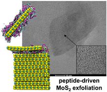 Sustainable, aqueous exfoliation of MoS2via bio-inspired avenues†