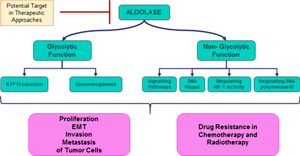 Diverse roles of aldolase enzymes in cancer development, drug resistance and therapeutic approaches as moonlighting enzymes.