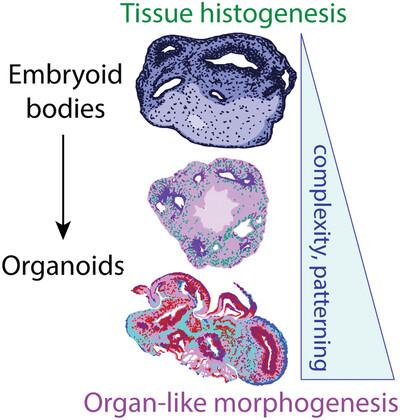 Pluripotent stem cell-derived organoids: A brief history of curiosity-led discoveries.