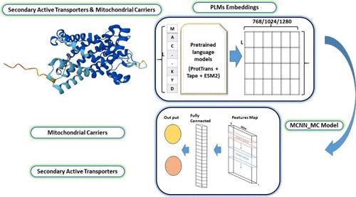 MCNN_MC: Computational Prediction of Mitochondrial Carriers and Investigation of Bongkrekic Acid Toxicity Using Protein Language Models and Convolutional Neural Networks.