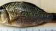 The First Capture of the Prussian Carp Carassius gibelio (Cyprinidae) In Avacha Bay, Kamchatka