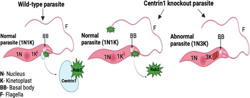 Identifying Rab2 Protein as a Key Interactor of Centrin1 Essential for <i>Leishmania donovani</i> Growth.