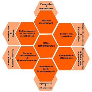 Role of metal nanoparticles in organogenesis, secondary metabolite production and genetic transformation of plants under in vitro condition: a comprehensive review