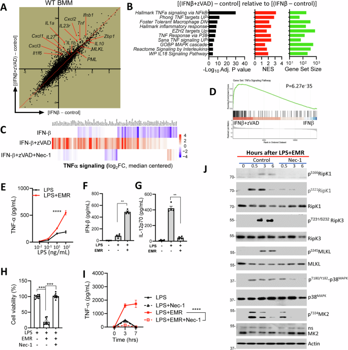 Regulation of Zfp36 by ISGF3 and MK2 restricts the expression of inflammatory cytokines during necroptosis stimulation.