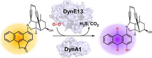 An Enzymatic Oxidation Cascade Converts δ-Thiolactone Anthracene to Anthraquinone in the Biosynthesis of Anthraquinone-Fused Enediynes