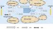 Effect analysis of copper and brass electrodes on the electroosmotic flow in high saline soil