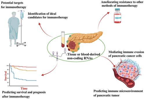 Noncoding Ribonucleic Acids (RNAs) May Improve Response to Immunotherapy in Pancreatic Cancer