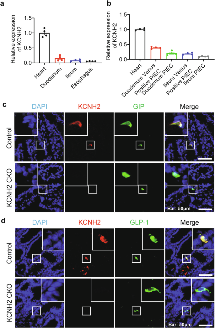 Potassium voltage-gated channel subfamily H member 2 (KCNH2) is a promising target for incretin secretagogue therapies.