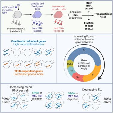 Transcriptional noise, gene activation, and roles of SAGA and Mediator Tail measured using nucleotide recoding single-cell RNA-seq.