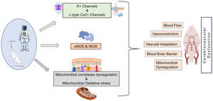 Influence of Microgravity on Cerebrovascular Complications: Exploring Molecular Manifestation and Promising Countermeasures