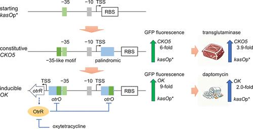 A Simple and Effective Strategy for the Development of Robust Promoter-Centric Gene Expression Tools.