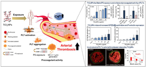 Biomedical application of TiO<sub>2</sub>NPs can cause arterial thrombotic risks through triggering procoagulant activity, activation and aggregation of platelets.