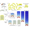 Self-limiting stacks of curvature-frustrated colloidal plates: Roles of intraparticle versus interparticle deformations