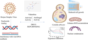 Vidarabine as a novel antifungal agent against Candida albicans: insights on mechanism of action.