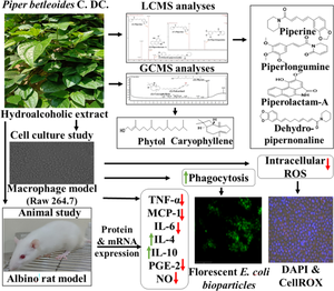 Anti-inflammatory potential of Piper betleoides C. DC., a promising Piper species of Northeast India: in vitro and in vivo evidence and mechanistic insight.