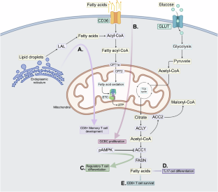 The influence of metabolic disorders on adaptive immunity