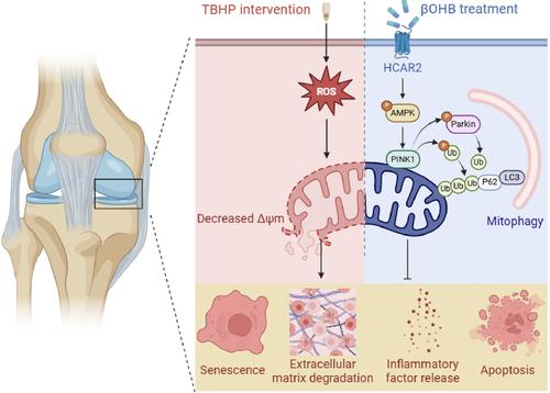 β-Hydroxybutyrate enhances chondrocyte mitophagy and reduces cartilage degeneration in osteoarthritis via the HCAR2/AMPK/PINK1/Parkin pathway