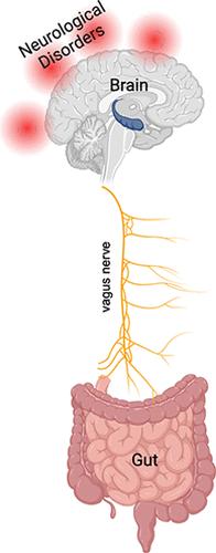 Neuromicrobiology Comes of Age: The Multifaceted Interactions between the Microbiome and the Nervous System.